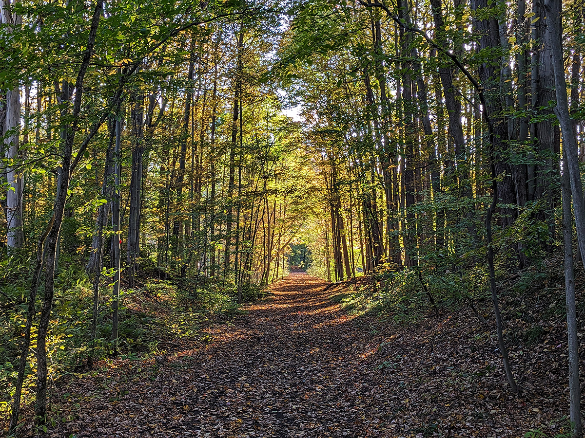 An outdoor trail in early autumn. The trail is covered by leaves. Down the trail, yellow sunlight shines through.