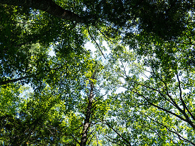 Setting Priorities for Sustainable Growth: ANCA’s Goals for the Year